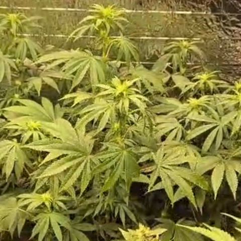 Biscotti (56-70bt) growlog timeline photo