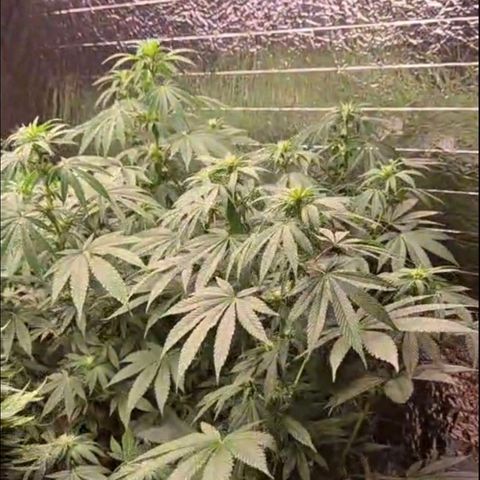 Biscotti (56-70bt) growlog timeline photo
