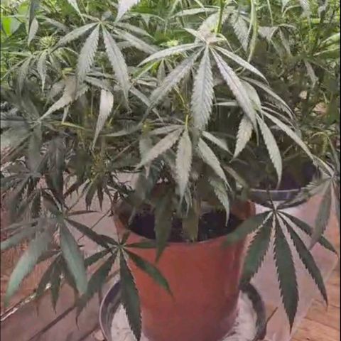Afghani #1 (45-50bt) growlog timeline photo