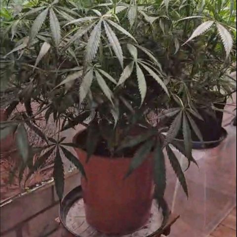 Afghani #1 (45-50bt) growlog timeline photo