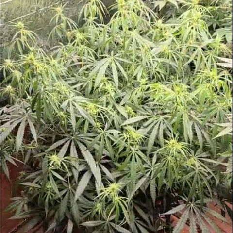 Afghani #1 (45-50bt) growlog timeline photo