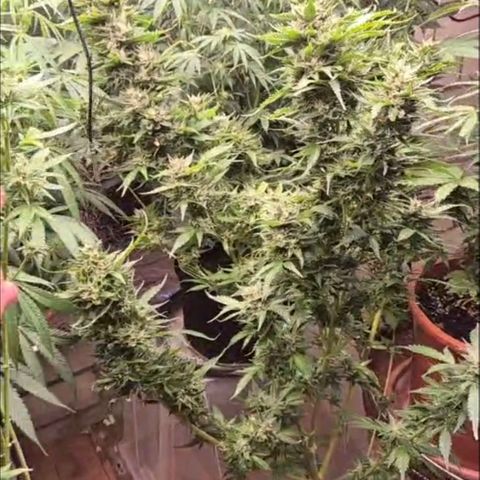 Moby 🍆  growlog timeline photo