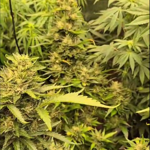 Moby 🍆  growlog timeline photo