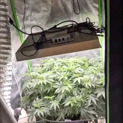WTF- Königin Mimosa evo 👑👑👑 (65-70bt) growlog photo: Vor der entlaufen, ich finde sie wunderschön! 🤩