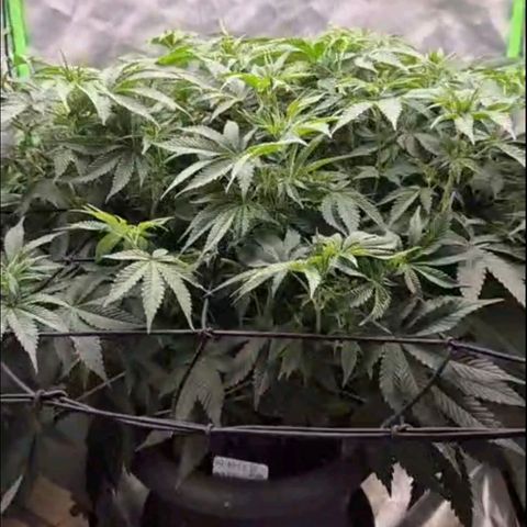 WTF- Königin Mimosa evo 👑👑👑 (65-70bt) growlog photo: Vor der entlaufen, ich finde sie wunderschön! 🤩