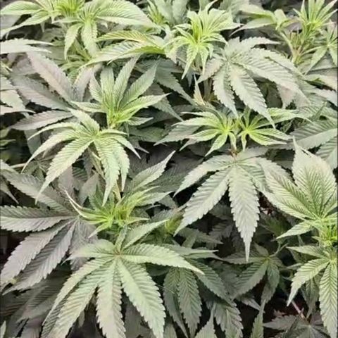 WTF- Königin Mimosa evo 👑👑👑 (65-70bt) growlog photo: Vor der entlaufen, ich finde sie wunderschön! 🤩