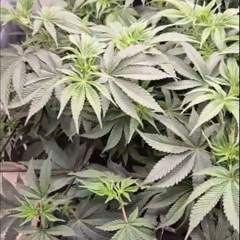WTF- Königin Mimosa evo 👑👑👑 (65-70bt) growlog photo: Vor der entlaufen, ich finde sie wunderschön! 🤩