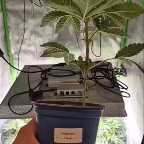💚Bubba kush 🦝 (56-63 BT) growlog timeline photo