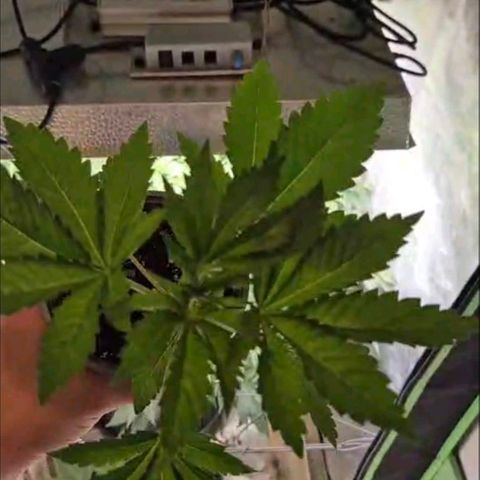 💚Bubba kush 🦝 (56-63 BT) growlog timeline photo