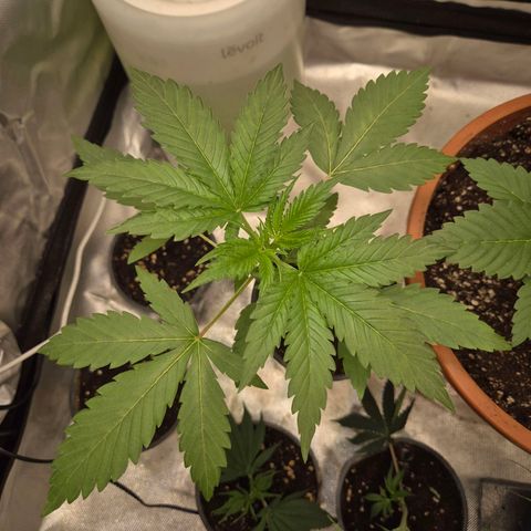 Ice cream cake 🍰 & permanent marker🖊(65-73bt) growlog timeline photo