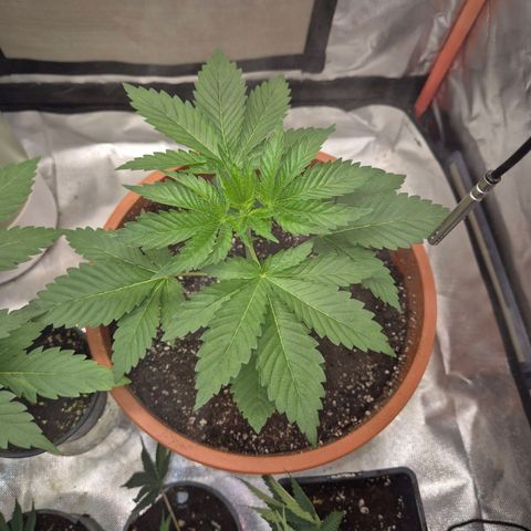 💚Bubba kush 🦝 (56-63 BT) growlog timeline photo
