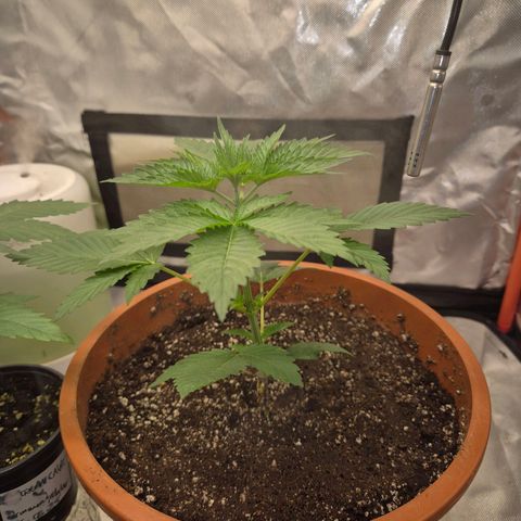💚Bubba kush 🦝 (56-63 BT) growlog timeline photo