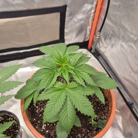 💚Bubba kush 🦝 (56-63 BT) growlog timeline photo