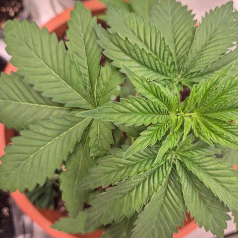 💚Bubba kush 🦝 (56-63 BT) growlog timeline photo