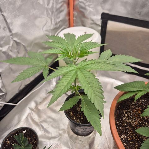 Ice cream cake 🍰 & permanent marker🖊(65-73bt) growlog timeline photo