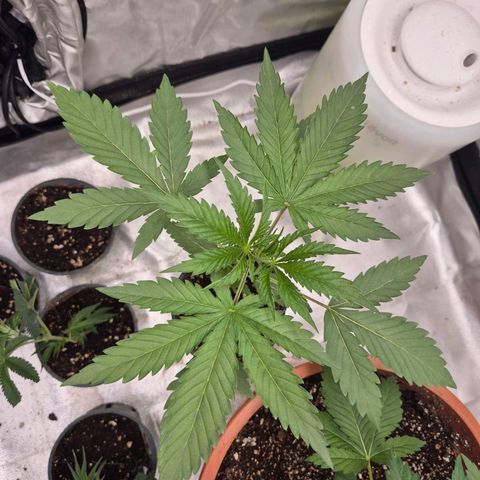 Ice cream cake 🍰 & permanent marker🖊(65-73bt) growlog timeline photo