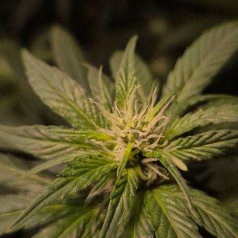 Biscotti (56-70bt) growlog timeline photo