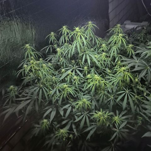 Afghani #1 (45-50bt) growlog timeline photo