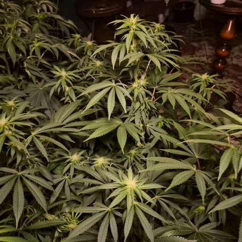 Biscotti (56-70bt) growlog timeline photo