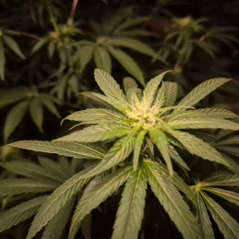Biscotti (56-70bt) growlog timeline photo