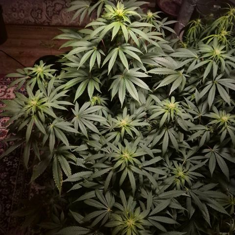 Biscotti (56-70bt) growlog timeline photo