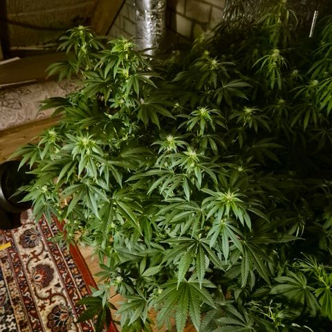 Biscotti (56-70bt) growlog timeline photo