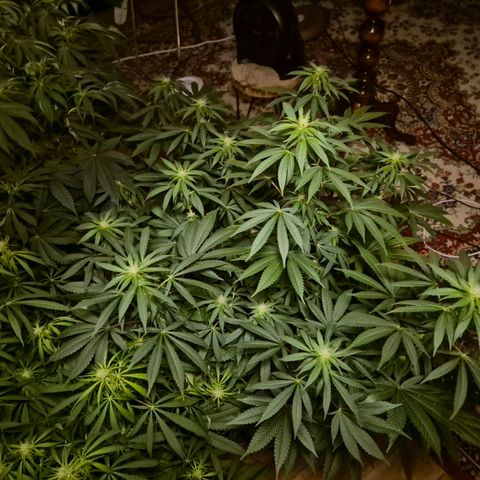 Biscotti (56-70bt) growlog timeline photo