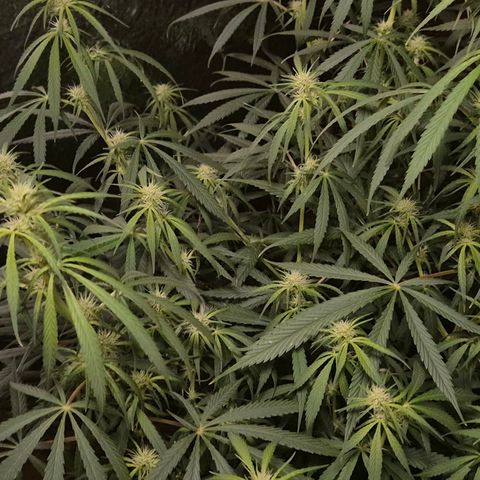 Afghani #1 (45-50bt) growlog timeline photo