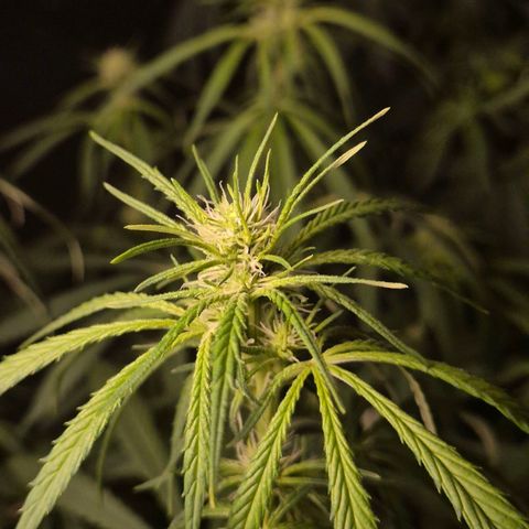 Afghani #1 (45-50bt) growlog timeline photo