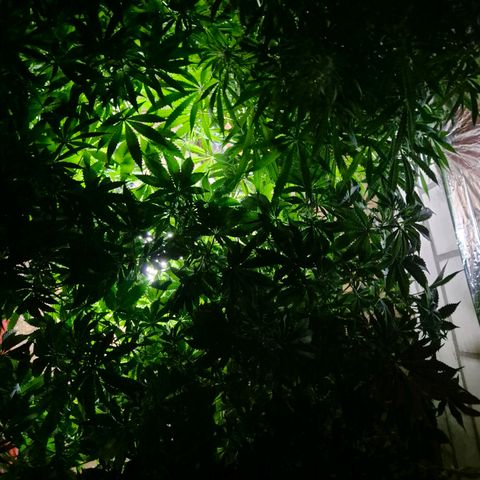 Moby 🍆  growlog timeline photo