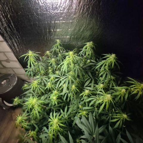 Afghani #1 (45-50bt) growlog timeline photo