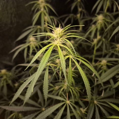 Afghani #1 (45-50bt) growlog timeline photo