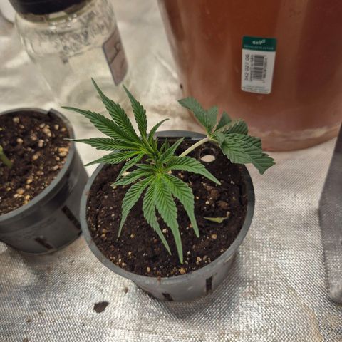 Mimosa evo stecki  🍊🍋🍍 (65-70bt) growlog timeline photo