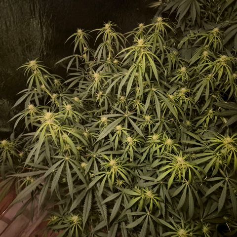 Afghani #1 (45-50bt) growlog timeline photo