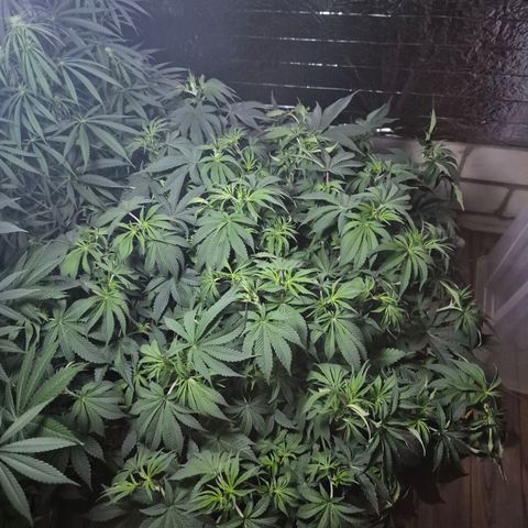 WTF- Königin Mimosa evo 👑👑👑 (65-70bt) growlog photo: Meine 3
