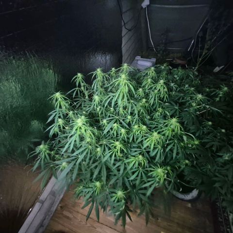 Afghani #1 (45-50bt) growlog timeline photo