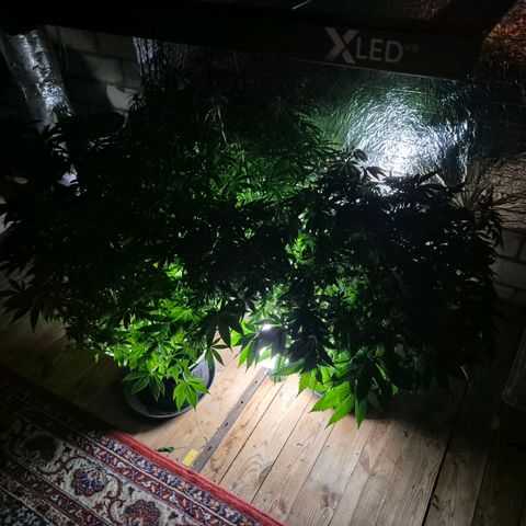 WTF- Königin Mimosa evo 👑👑👑 (65-70bt) growlog photo: Meine 3
