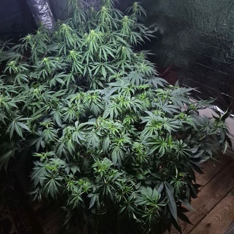 WTF- Königin Mimosa evo 👑👑👑 (65-70bt) growlog photo: Meine 3