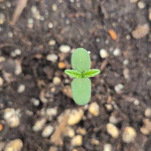 ICE 💚🧊 (63-70bt) growlog timeline photo