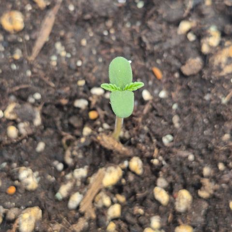 ICE 💚🧊 (63-70bt) growlog timeline photo