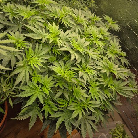 WTF- Königin Mimosa evo 👑👑👑 (65-70bt) growlog timeline photo