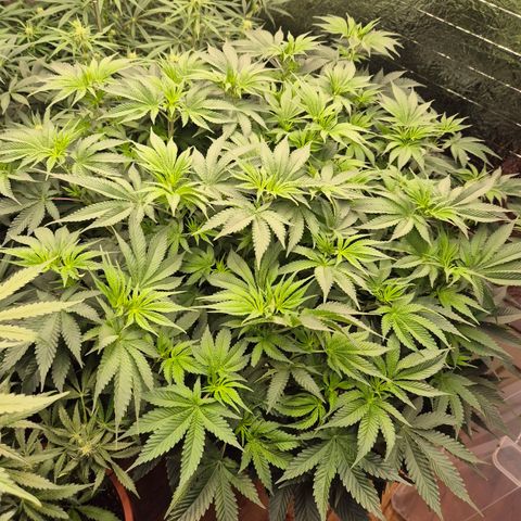 WTF- Königin Mimosa evo 👑👑👑 (65-70bt) growlog timeline photo