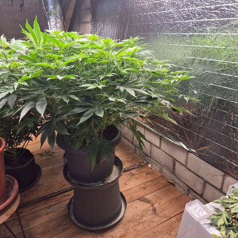 WTF- Königin Mimosa evo 👑👑👑 (65-70bt) growlog timeline photo