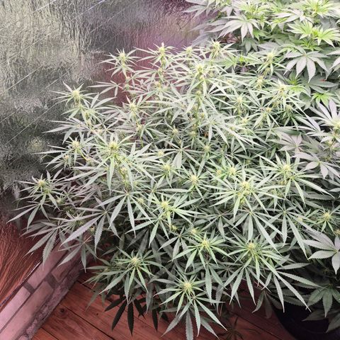 Afghani #1 (45-50bt) growlog timeline photo