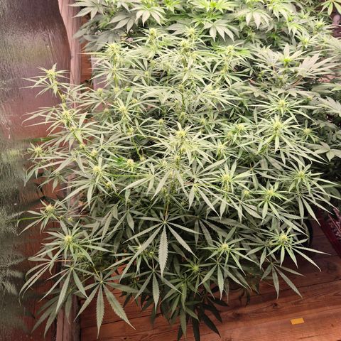 Afghani #1 (45-50bt) growlog timeline photo
