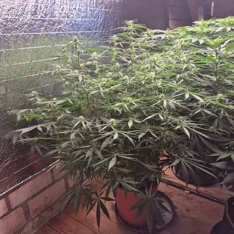 Afghani #1 (45-50bt) growlog timeline photo