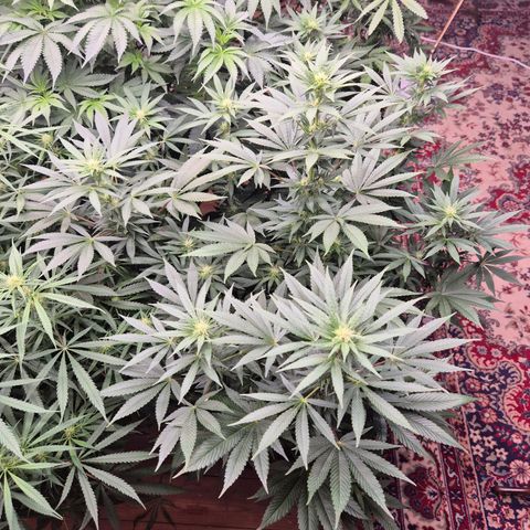 Biscotti (56-70bt) growlog timeline photo