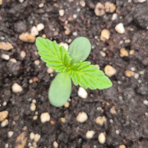 ICE 💚🧊 (63-70bt) growlog timeline photo