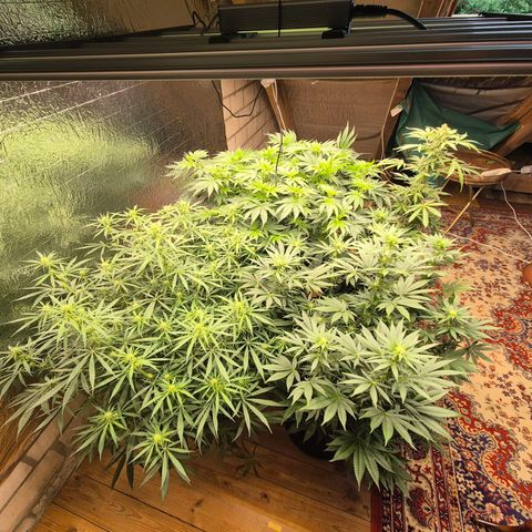 Biscotti (56-70bt) growlog timeline photo
