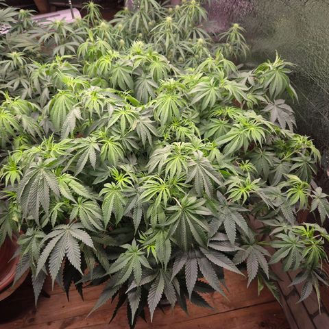 WTF- Königin Mimosa evo 👑👑👑 (65-70bt) growlog timeline photo